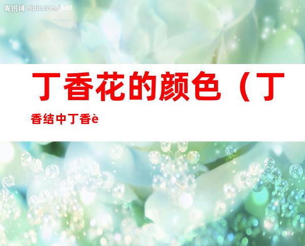 丁香花的颜色(丁香结中丁香花的颜色)