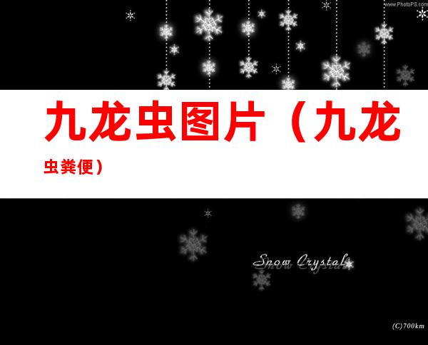九龙虫图片（九龙虫粪便）