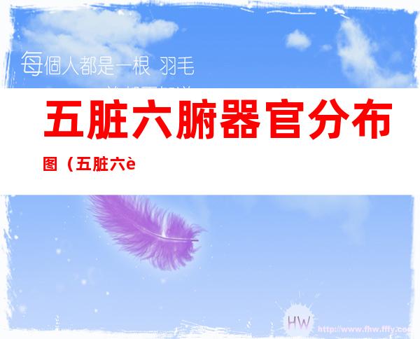 五脏六腑器官分布图（五脏六腑器官分布图片）