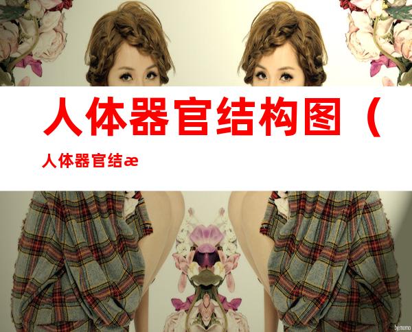 人体器官结构图(人体器官结构图)