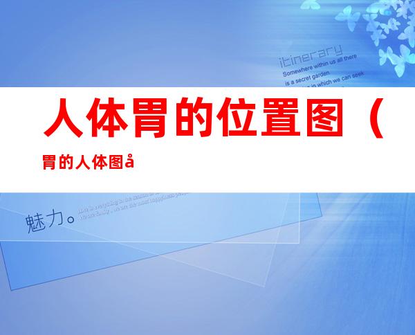 人体胃的位置图(胃的人体图具体位置)