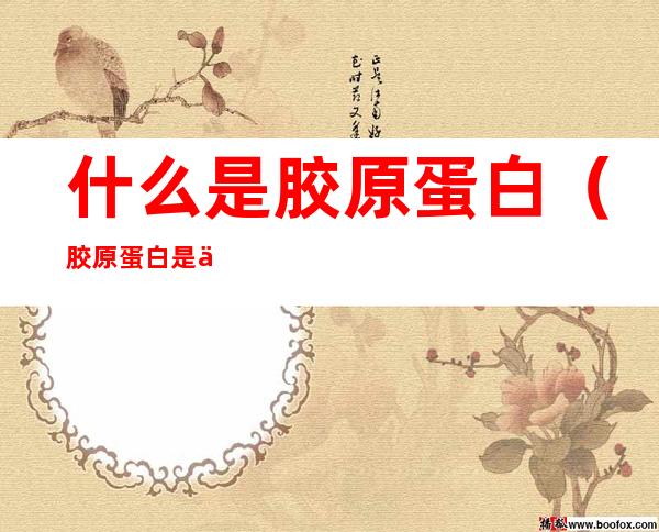 什么是胶原蛋白（胶原蛋白是什么）