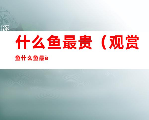 什么鱼最贵(观赏鱼什么鱼最贵)