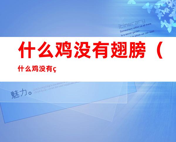 什么鸡没有翅膀(什么鸡没有翅膀正确答案)