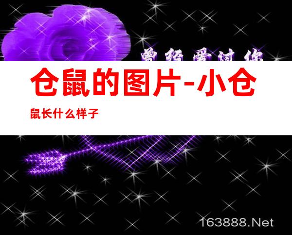仓鼠的图片-小仓鼠长什么样子