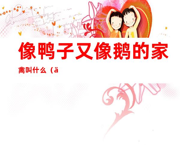 像鸭子又像鹅的家禽叫什么(一种像鹅又像鸭的家禽叫什么)