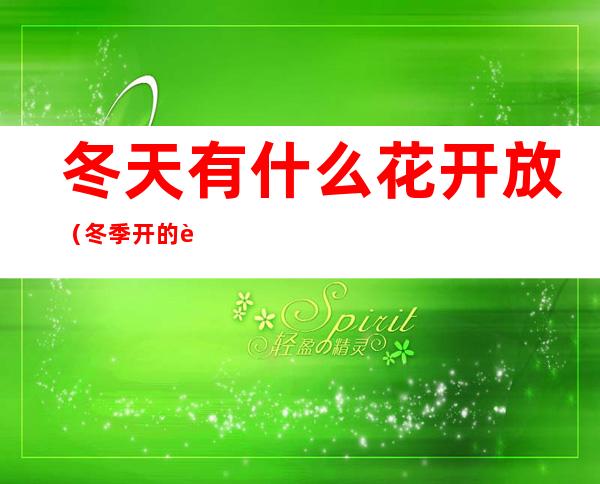 冬天有什么花开放（冬季开的花）