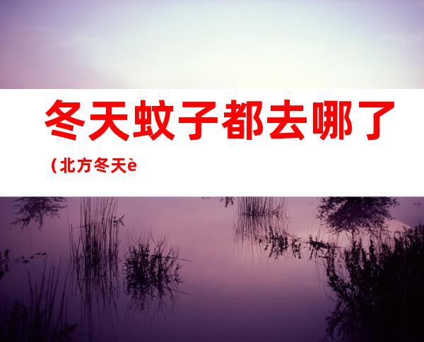 冬天蚊子都去哪了(北方冬天蚊子都去哪了)