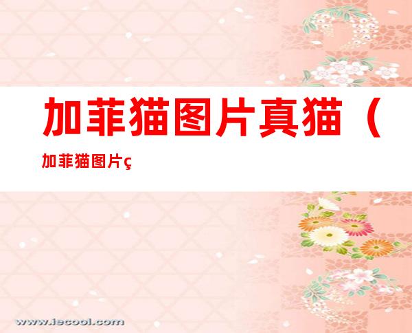 加菲猫图片真猫(加菲猫图片真猫头像)
