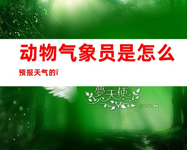 动物气象员是怎么预报天气的(动物气象员是怎么预报天气的写一写)
