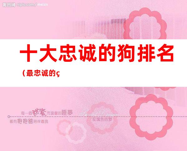 十大忠诚的狗排名（最忠诚的狗排名）