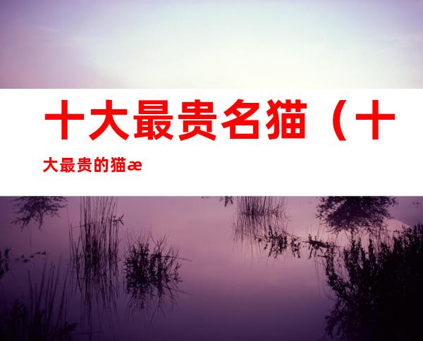 十大最贵名猫（十大最贵的猫排名）