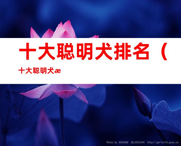 十大聪明犬排名(十大聪明犬排名 前十名)