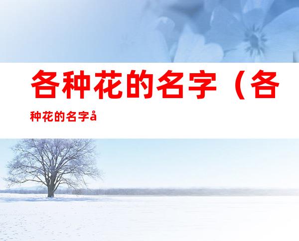 各种花的名字(各种花的名字及图片及寓意)