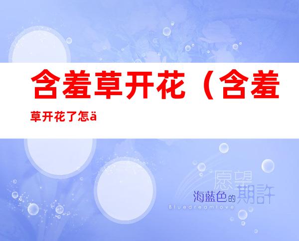 含羞草开花(含羞草开花了怎么结种子)