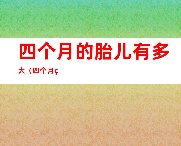 四个月的胎儿有多大(四个月的胎儿有多大啦?)