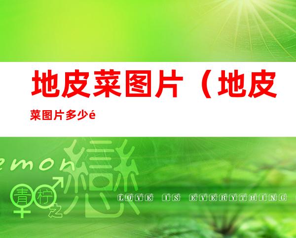 地皮菜图片(地皮菜图片多少钱一斤)