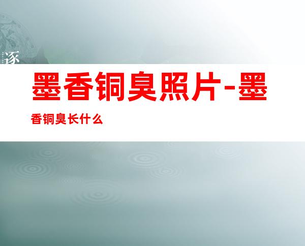 墨香铜臭照片-墨香铜臭长什么样?