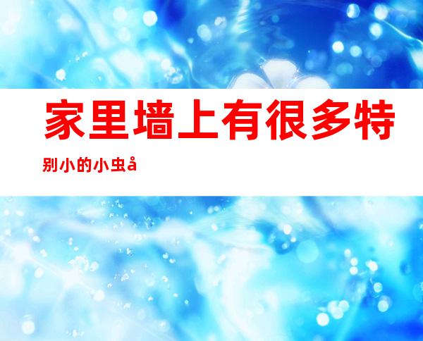 家里墙上有很多特别小的小虫子(家里墙壁好多小虫子)