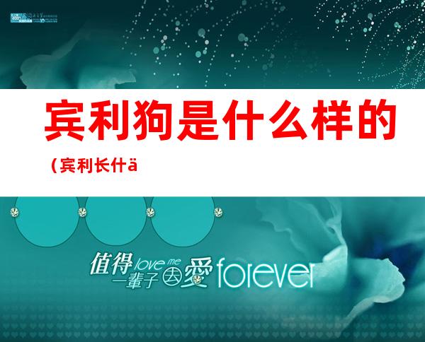 宾利狗是什么样的(宾利长什么样?)