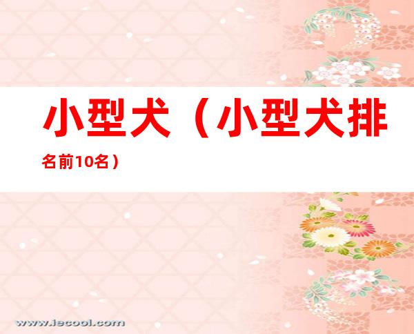 小型犬(小型犬排名前10名)