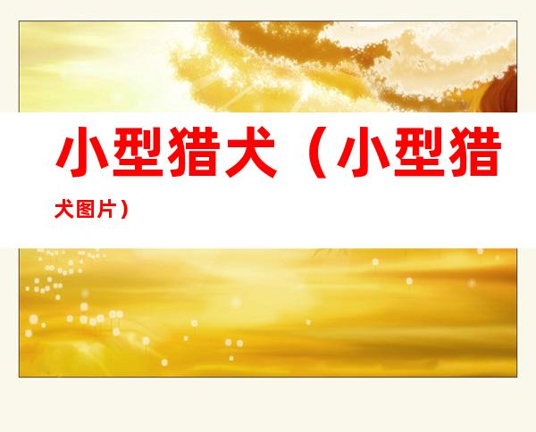 小型猎犬（小型猎犬图片）