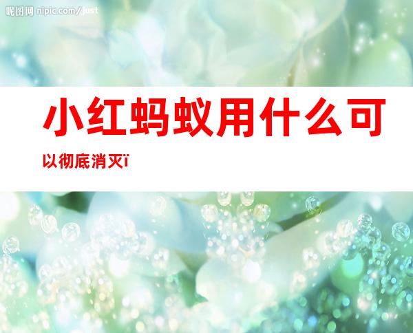 小红蚂蚁用什么可以彻底消灭(小红蚂蚁用什么可以彻底消灭掉)