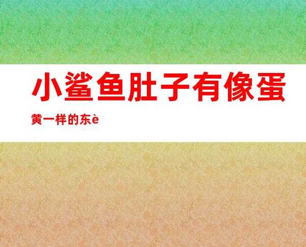 小鲨鱼肚子有像蛋黄一样的东西是什么(小鲨鱼出生肚子下面的黄黄的是什么)