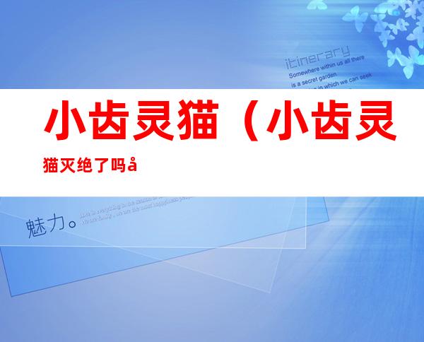 小齿灵猫(小齿灵猫灭绝了吗图片)