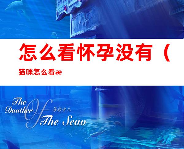 怎么看怀孕没有(猫咪怎么看怀孕没有)