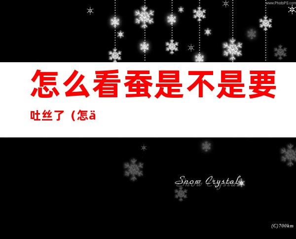 怎么看蚕是不是要吐丝了(怎么可以看出蚕要吐丝了)