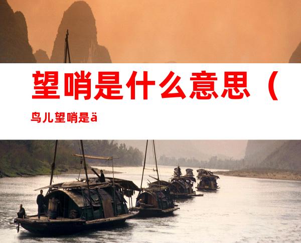 望哨是什么意思(鸟儿望哨是什么意思)