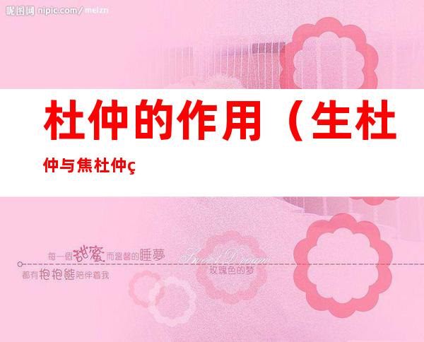 杜仲的作用(生杜仲与焦杜仲的作用)