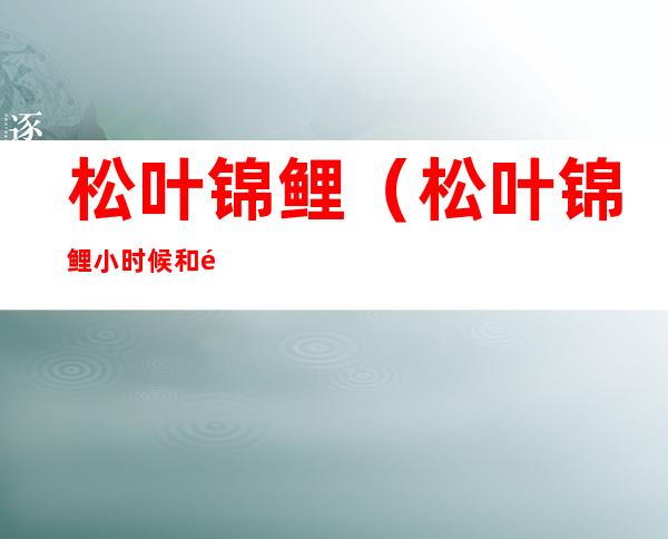 松叶锦鲤(松叶锦鲤小时候和长大后)