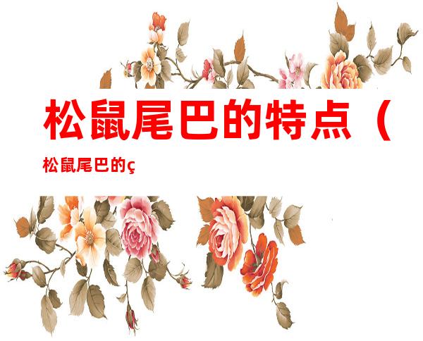 松鼠尾巴的特点(松鼠尾巴的特点缩写)