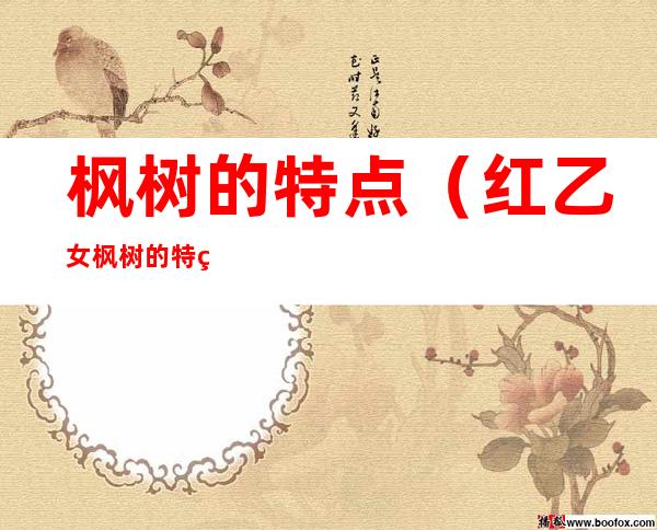 枫树的特点(红乙女枫树的特点)