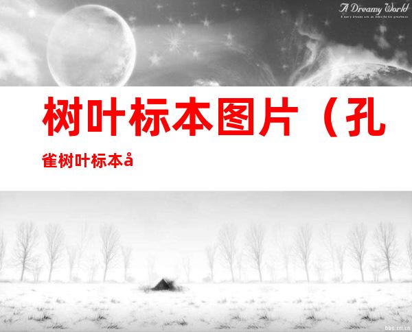 树叶标本图片（孔雀树叶标本图片）