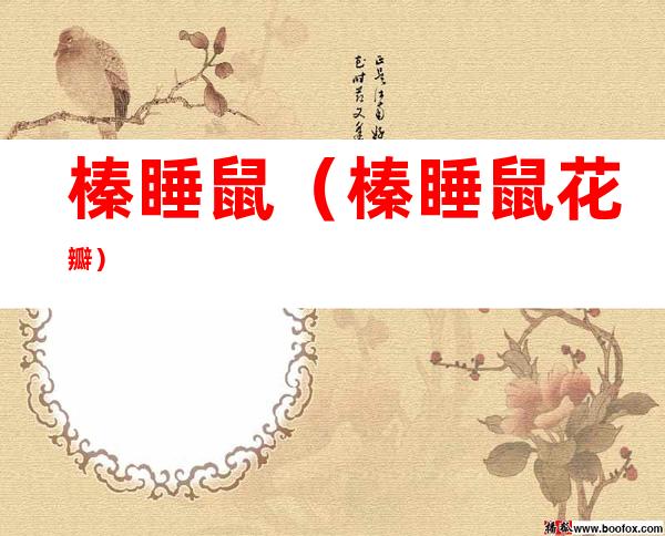 榛睡鼠(榛睡鼠花瓣)