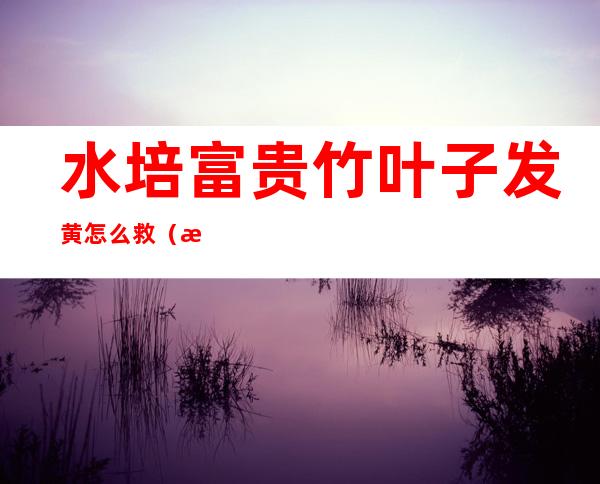 水培富贵竹叶子发黄怎么救(水培富贵竹叶子发黄怎么救维生素E能救发黄的富贵竹吗)
