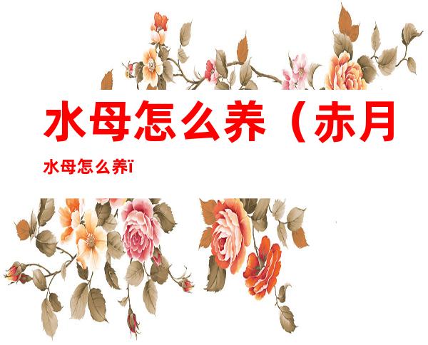水母怎么养(赤月水母怎么养)