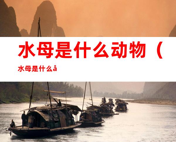 水母是什么动物(水母是什么动物类型)
