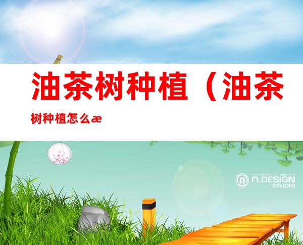 油茶树种植(油茶树种植怎么放底肥)