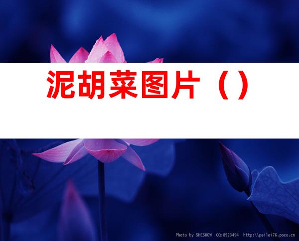 泥胡菜图片()