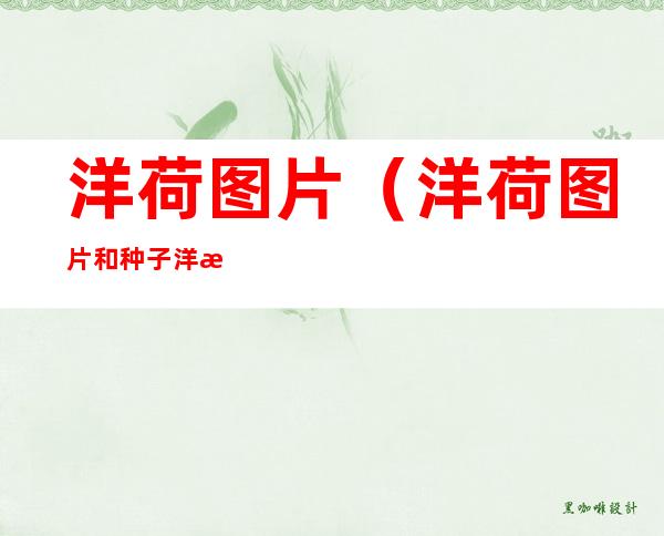 洋荷图片(洋荷图片和种子洋河花)