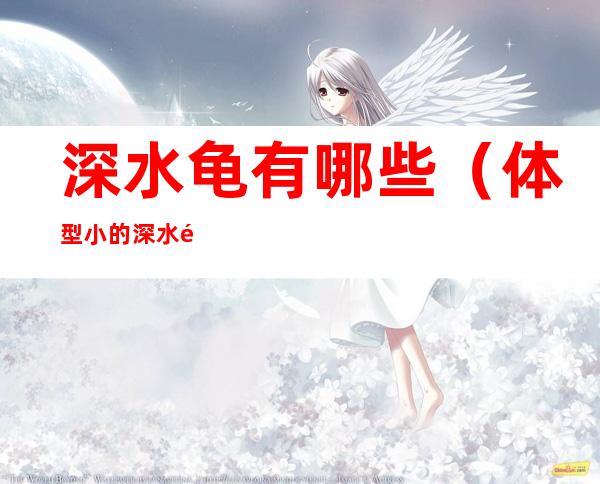深水龟有哪些(体型小的深水龟有哪些)