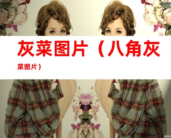 灰菜图片（八角灰菜图片）