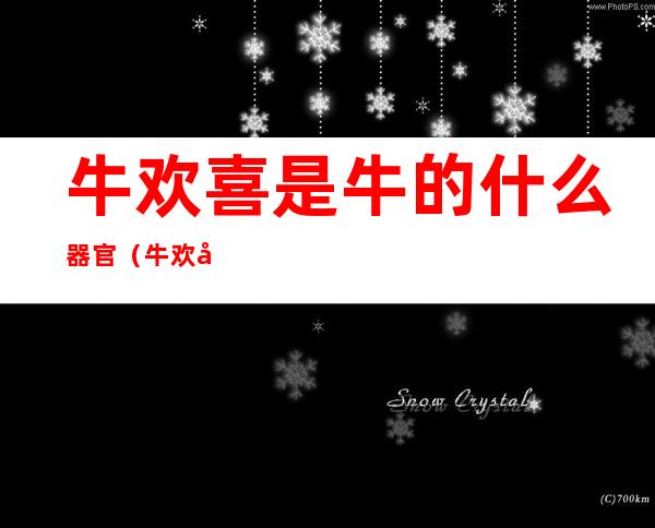 牛欢喜是牛的什么器官(牛欢喜是牛的什么器官back)