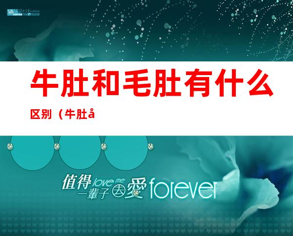 牛肚和毛肚有什么区别（牛肚和毛肚有什么区别和功效）