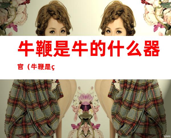 牛鞭是牛的什么器官(牛鞭是牛的什么部位)