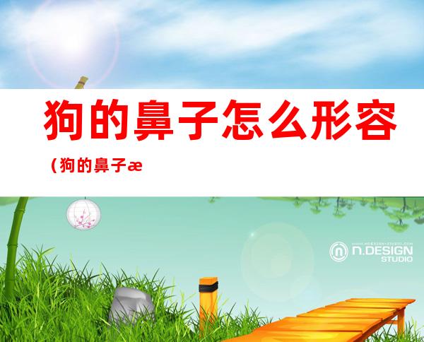 狗的鼻子怎么形容?(狗的鼻子怎么形容灵敏)
